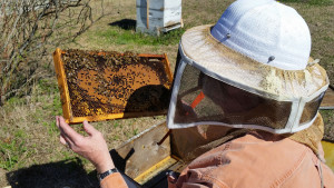 Bob Gaddis inspecting a frame from my first colony